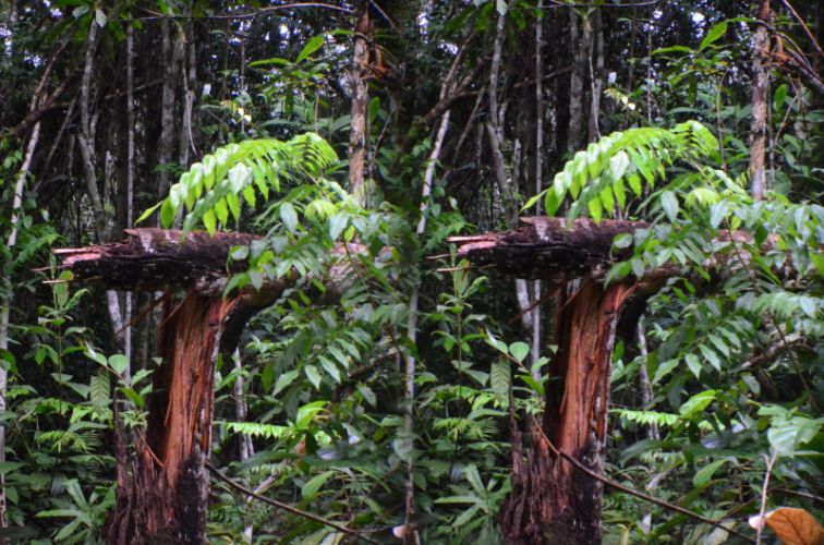 Stereoscopic (3D) photographs from Brazil