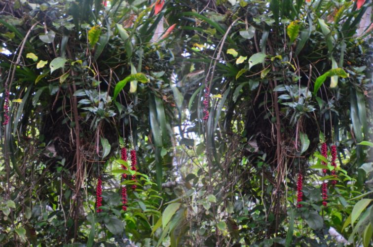 Stereoscopic (3D) photographs from Brazil